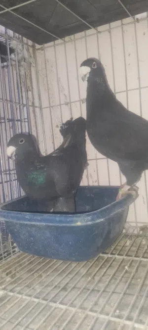 جوز هومر اسود متلك