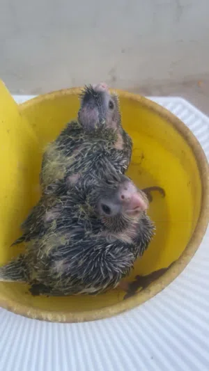 فروخ كوكتيل