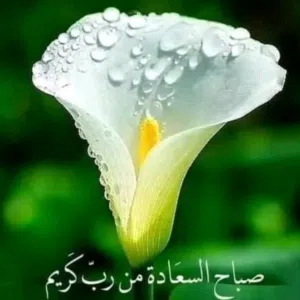 داوود انور