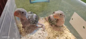 درة نيبالي 2026 عمر شهر من انتاجي