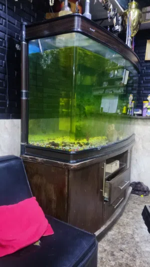 حوض سمك  اجنبي