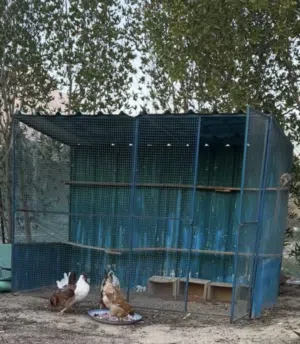 محكر دجاج وحمام للبيع