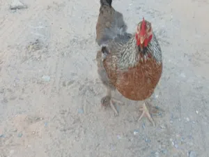 دجاج بلدي غليظ (مضروب برهمة) وديك برهمي سوبريت وديك عادي الله يبارك