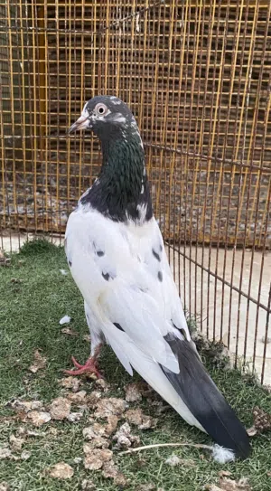 حمام باكستاني تيدي