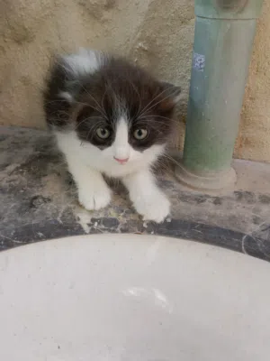 قطط للبيع. العمر شهرين cats for sale. 2 months old