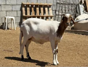نعجه هجين صوف