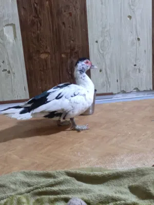 بشه مصريه نثيه نضيفه مال البيت