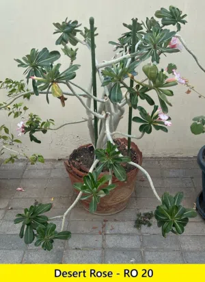 Plants for Sale