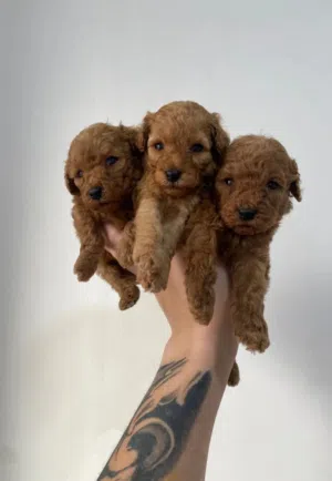 Original Red Toy Poodle Puppies – Male & Female – Ready for Delivery