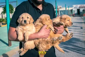 Golden Retriever0