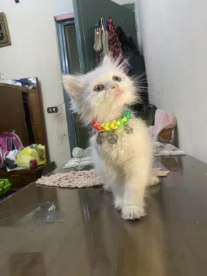 Kiti cat for sale