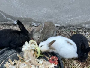 ارانب للبيع