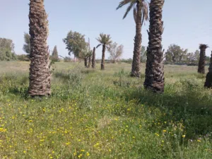 Mixed Use Land for Sale in Tripoli Sidi Al-Sae'a
