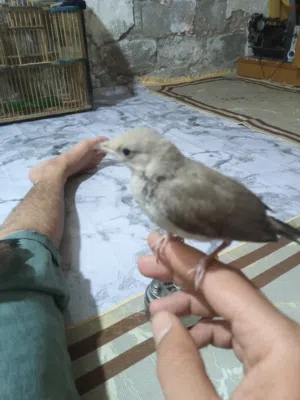 بلابل هزار اقره الوصف