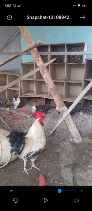 بط وارانب وحمام باكستانيات ودجاج