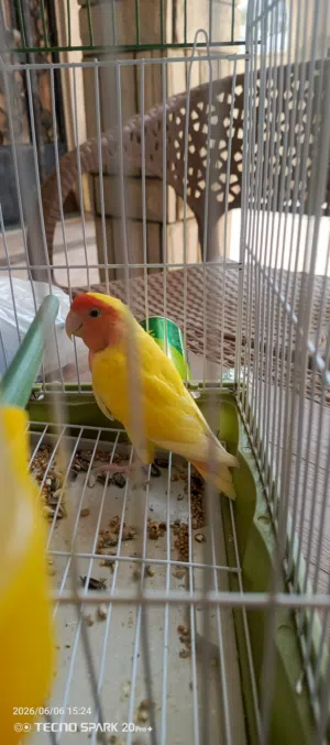 ذكر روز اورنج عين حمرة للبيع