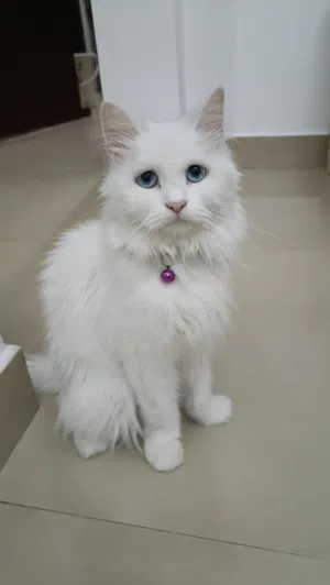 Turkish Angora - 2 year Old - Fully Vaccinated