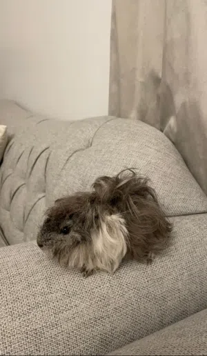 هامستر جيني بيج (((قابل للتفاوض)))