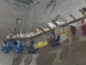 مزرعة فنك (زيبرا)