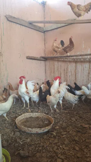 دجاج عماني