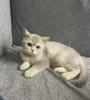 برتش شورت هير