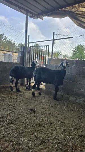 جعد تهجين نجدي ع هندي مستوى فاخر