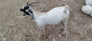تيس  للبيع