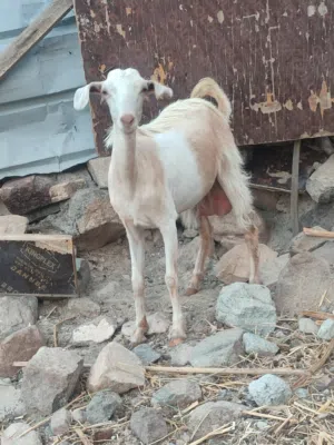 للبيع غنم اللي يريد مال حليب