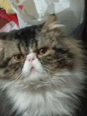 قط بيرشين زورار للبيع