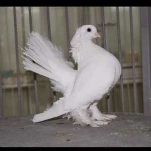 مطلوب طيره هزاز