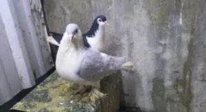 جواز حمام للبيع مع فراخ