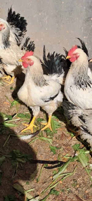 ديوك دجاج للبيع