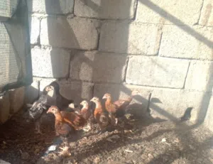 افراخ دجاح زوج 8 الف