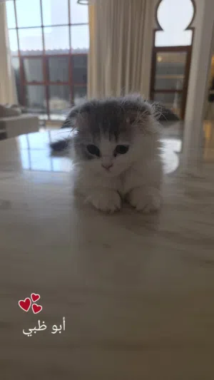 قطة شيرازي ميكس جميلة وحنونة، عمرها شهرين