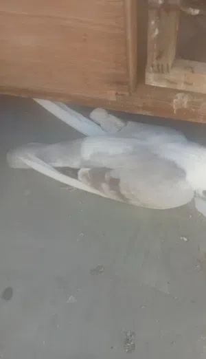 مطلوب طيره اسطنبولية حمراء