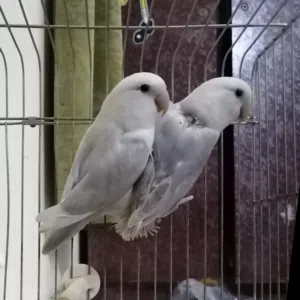 للبيع زوج لاف بيرد