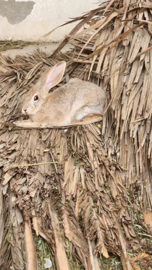 ارنب بري للبدل فقط ب انثى بري