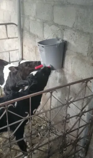 دلو الرضاعة مخصص للعجول صنع تركيا ذات جودة عالية سعة الدلو 8 لتر
