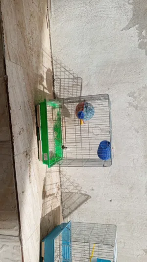 مطيرين وقفص مفرد استعمال خفيف