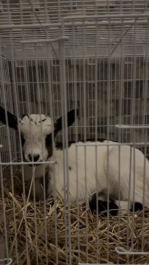 Goats1