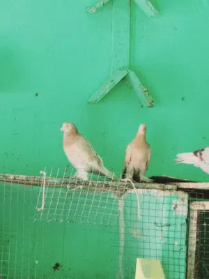 زوج عراقي