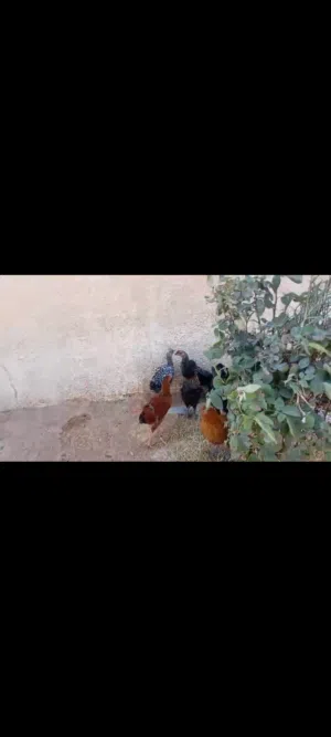 دجاج بلدي نخب للبيع الكوم كامل