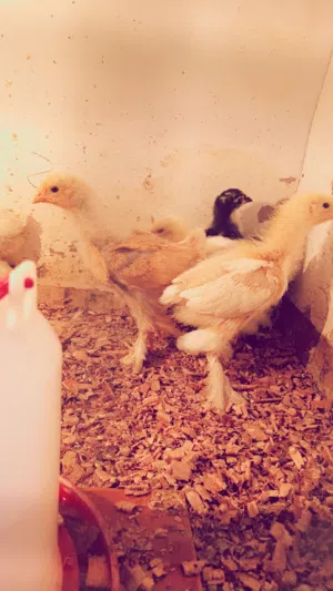 الله يبارك متوفر بفضل الله 18 كتكوت براهما عملاق صحه ربي يبارك واخدات تحصينه الوان مشالله