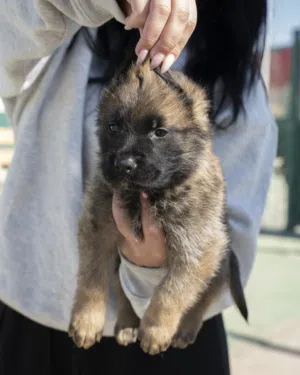 جـــــيرمن ســــيبل ...شورت هير وورك لاين ...حاصل على جميع اللقاحات