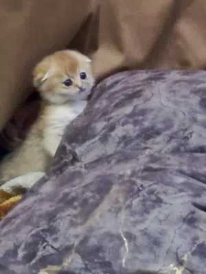 قطط سكوتش فولد