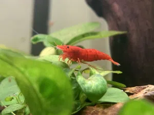 Red cherry shrimp