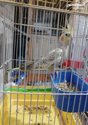 طيرة كوكتيل مع قفص