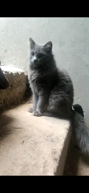 Nebelung cat