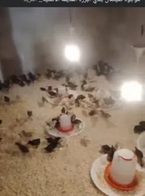 صيصان بلدي