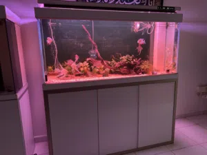 2 Aqurium 150cm